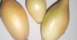 Продам лук фасованный по 15 кг. Сорт Соплика. большие,