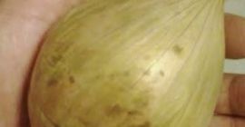 Продам белый лук, нежный вкус, немного острый. Идеален для