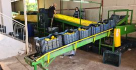 Citrom eladó, Kalibr 54 -72, török eredetű, fajta MAYER,