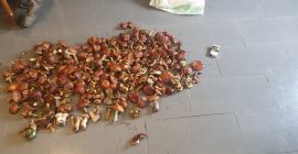 Ich werde getrocknete Pilze verkaufen, die in dieser Saison