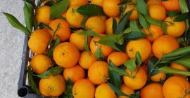 Прямо от фермера. Без калибровки.