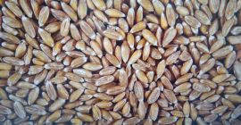 We sell spelled quantity-100t purity -99, 8% moisture- 14%
