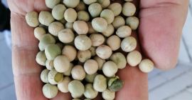 SELL INDUSTRIAL VEGETABLES FRESH PEA, PRICE - AGRICULTURAL EXCHANGE, Agro-Market24
