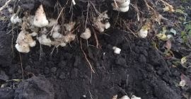 Ground apple. Nothing but water was used to grow