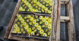LEMON for sale, Kalibr 54 -72, origin Turkey, variety