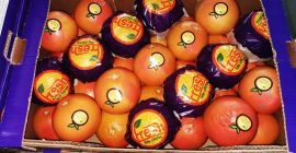 We invite you to buy red grapefruit, origin Turkey,