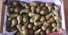 We sell pears from the producer. Quantity 1 t.