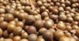 Noci di macadamia Prezzo: $ 4000 per MT Materiale