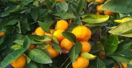 Satsuma tangerine. Premium. Delivery directly from the warehouse. for
