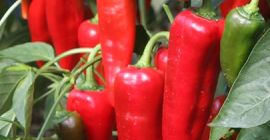 SELL FRESH VEGETABLES FRESH PEPPER RED, PRICE - AGRICULTURAL EXCHANGE, Agro-Market24