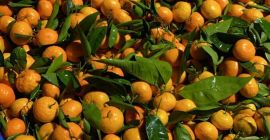 Мандарины [Oronules, Primasol, Clemenules] сорт 1, калибровка 2/3/4. Очень