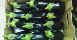 Melanzane molto gustose, perfettamente colorate Imballaggio e calibrazione su