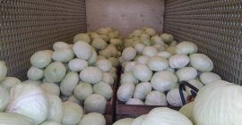 Продам капусту белокочанную, сорт Агрессор. За дополнительной информацией обращайтесь