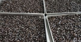 Производство ферментированного черного чеснока, своя линия, очищенный +20% к