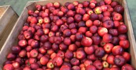 Äpfel aus Polen Sorten Jonagored, Jonagold, Prince, Decosta, Gala,