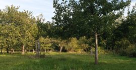 ЕН. На продају имамо органске производе Жути кромпир Црвени