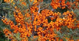 Vand fructe de padure congelate de catina de inalta