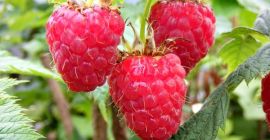 Продам замороженную малину высокого качества местного производства Румынии. В