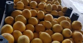 SELL FRESH FRUITS FRESH LEMONS, PRICE - INTERNATIONAL AGRICULTURAL EXCHANGE, Agro-Market24