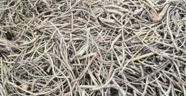 Продавам хрян нарушения, корен хрян.