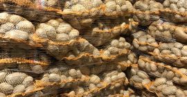 I will sell Carrera potatoes, packed in 15 kg