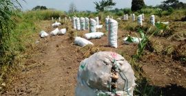 We are small agricultural group looking for investor to