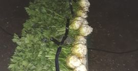 Zeller levelekkel és kunyhóval. Raffiazsákokba csomagolt kunyhó.