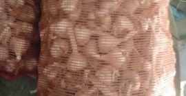 Продам озимый чеснок. Цена 8 злотых / кг. Органический