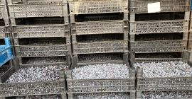 Фарма боровница из Турске. Боровнице и саднице продајемо по