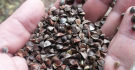 Buchweizen auf Lager