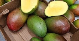 Hello, I have avocado and mango for sale, more