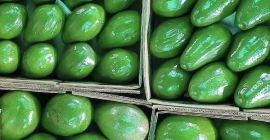 Avocado Semil 34 aus Dominikanische Republik - Preis FOB