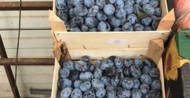 Pflaumensorte Stanley Se alpha in Bukarest Provenienz: Republik Moldau