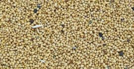 Moisture – 9 % Max, Oil – 37-41% Foreign
