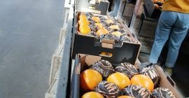 Апельсины: Тип пупка Страна происхождения: Египет Категория: 1 и