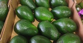 Vand avocado ARAD, calibru 14. Preț per cutie: 30