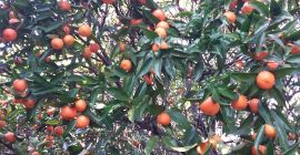 Экологические мандарины и мандарины на продажу с биофермы площадью