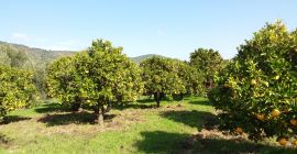 Натурални зрели и нехимични портокали за продажба. Те са