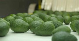 We are suppliers of Avocado Hass from Peru