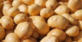 Patate sudafricane di produzione biologica della varietà irlandese. Lavato