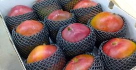 We are suppliers of best quality Mango kent from