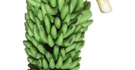 Matooke in verschiedenen Größen und Banane in allen Größen