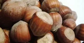 Продам каталонский фундук с молодой плантации. Орехи крупные, чистые,