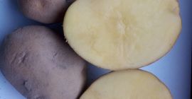 pcs. ie 15 kg. Potato type is Vineta Price: