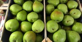 Nice Strong Green Lukas Pears, Grown in The Netherlands