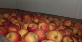 Ich verkaufe einen Apfel-Jonagoret aus dem Lagerraum. In Kartons