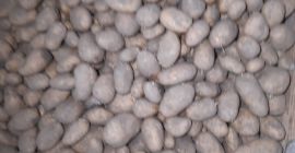 Vendo 50+ patate austriache fino a 80 + prezzo