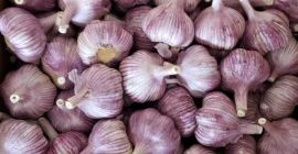 Продаю чеснок круглый год. Происхождение: Польша и Южная Америка.