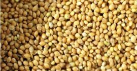 I will sell Yellow Millet (Gryczyckie) Without spraying, about