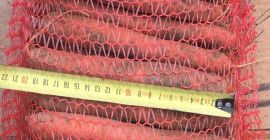 Ich werde eine Karotte verkaufen, eine holländische Sorte, einfach,